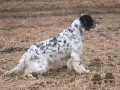 Setter Anglais RHUNE DE LA PLUME DU PÉVÈLE